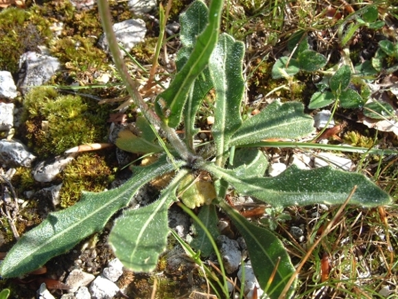 Biscutella laevigata / Biscutella montanina